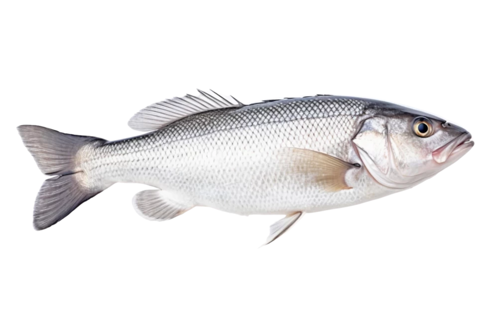 Fresh Seabass(kg)